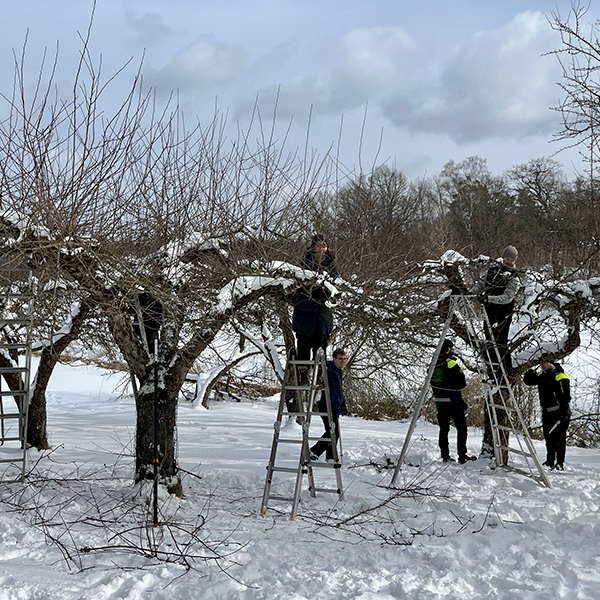 Kurs i beskärning av äppelträd - vinter